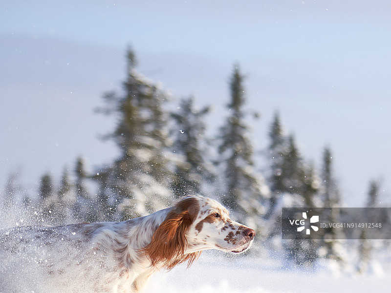在挪威奥普兰郡的皑皑白雪中奔跑的英国雪达犬图片素材