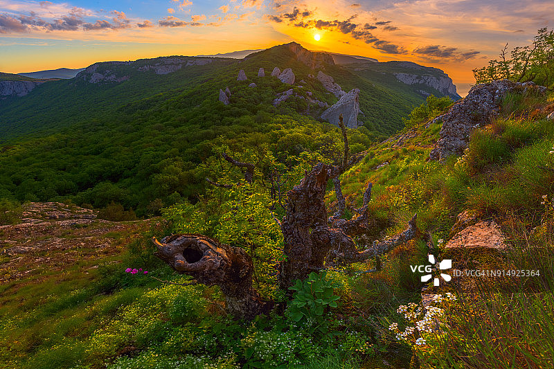 高地日出：前景中的老树和白色春花，克里米亚伊利亚斯-卡亚山图片素材