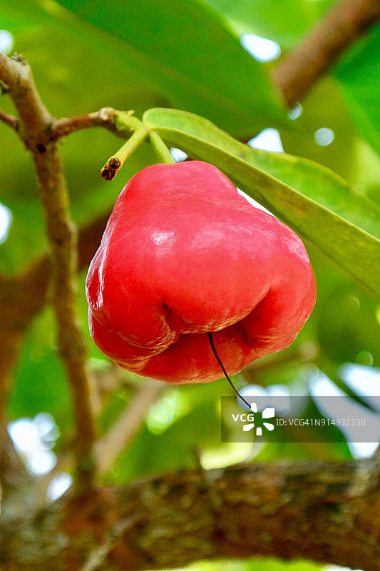 越南树上生长的莲雾特写图片素材