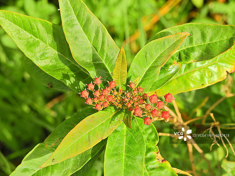 热带马利筋图片素材