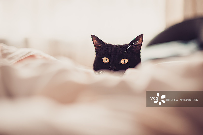 隐藏的黑猫肖像图片素材