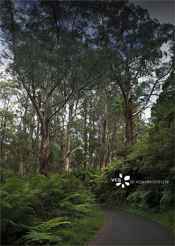 维多利亚州塔拉布尔加国家公园的雨林沟壑古老树蕨图片素材