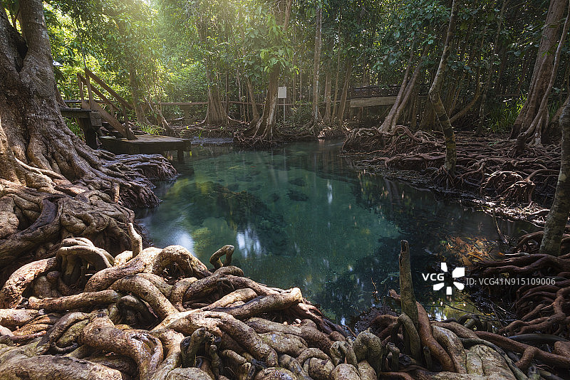 泰国甲米府的塔波姆翡翠池图片素材