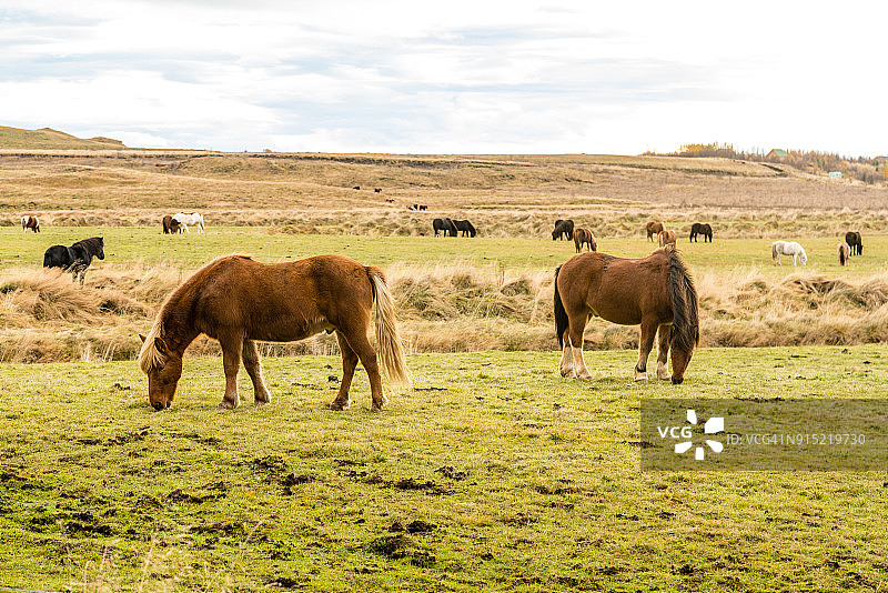 在冰岛草原上吃草的冰岛马图片素材