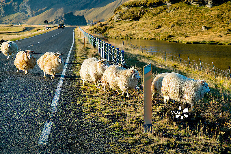 冰岛穿越道路的羊群图片素材