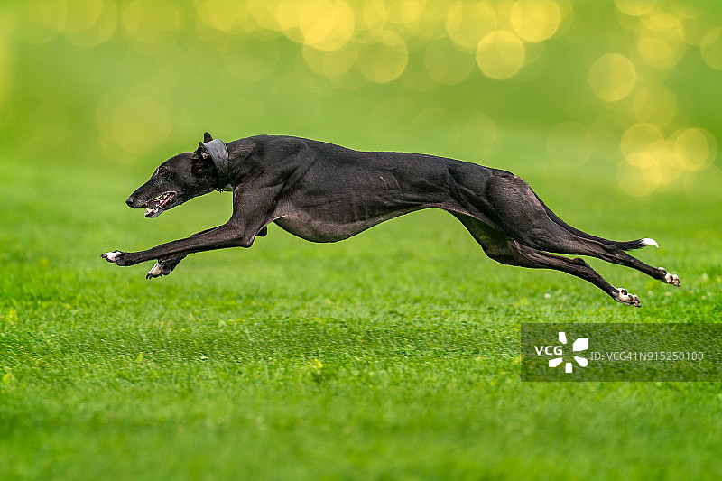速度很快的灵缇犬图片素材
