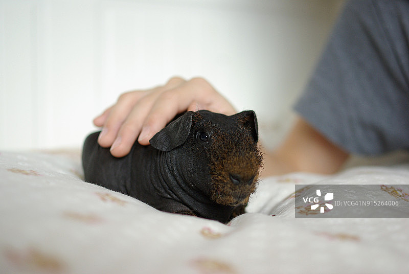 豚鼠（黑色瘦豚鼠）图片素材