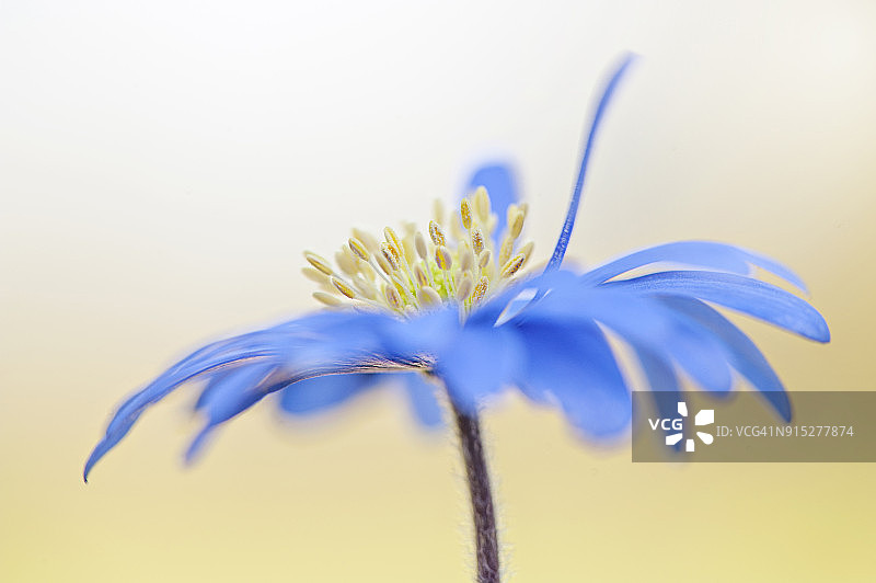 近距离拍摄的春季花朵—白花银莲花，又称冬季风之花图片素材