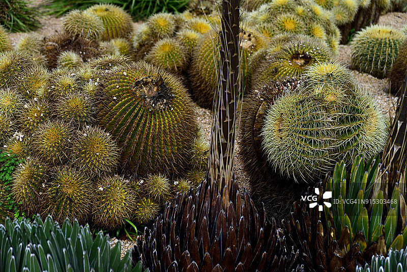 王妃雷神龙舌兰和太平球图片素材