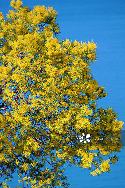 盛开的合欢花图片素材