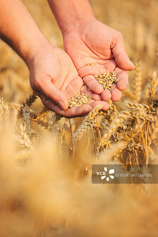手部特写：手握小麦粒图片素材