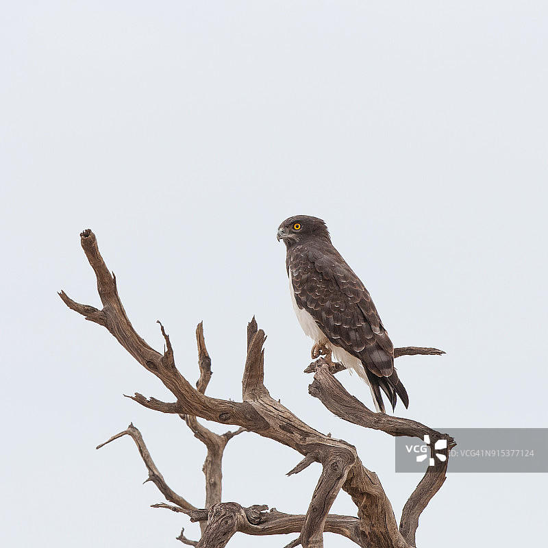 黑胸蛇雕图片素材