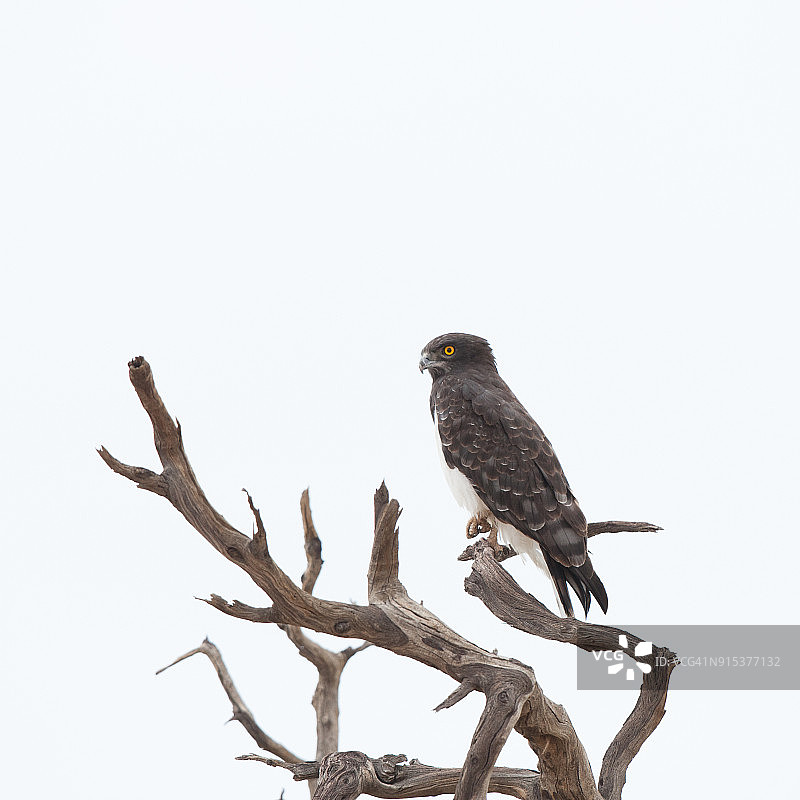 黑胸蛇雕图片素材