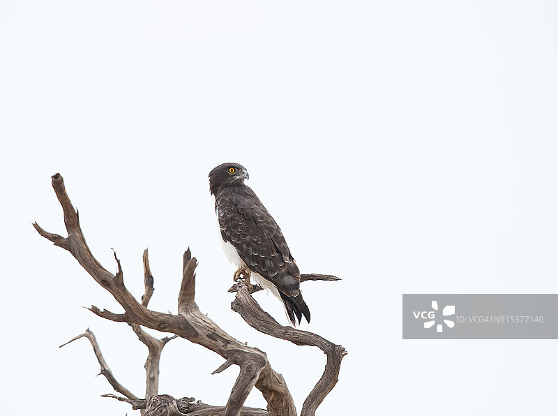 黑胸蛇雕图片素材