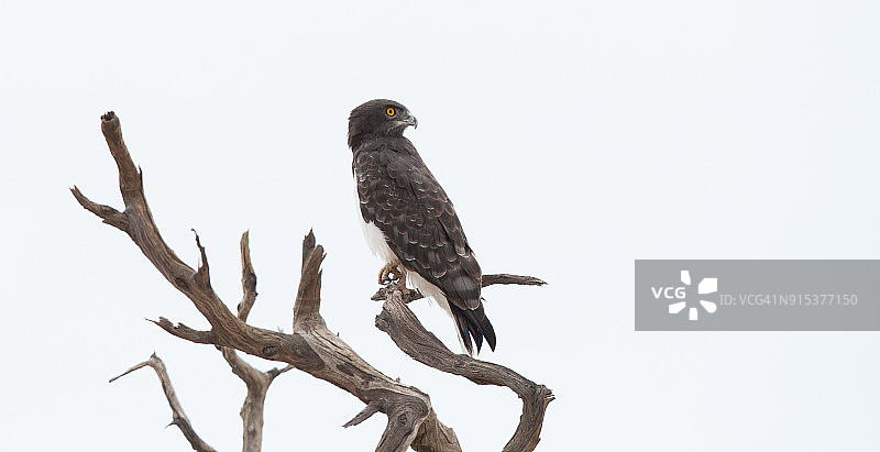 黑胸蛇雕图片素材