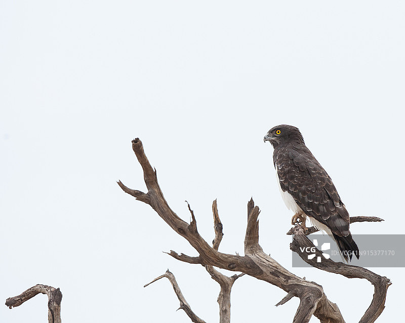 黑胸蛇雕图片素材