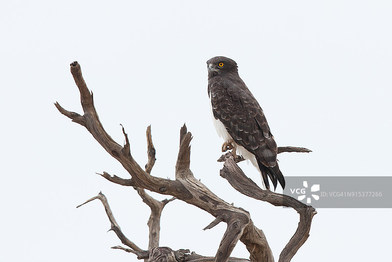 黑胸蛇雕图片素材