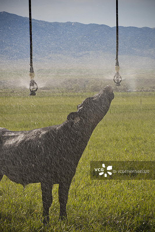 美国蒙大拿州麦田里从枢轴灌溉系统喝水的奶牛图片素材