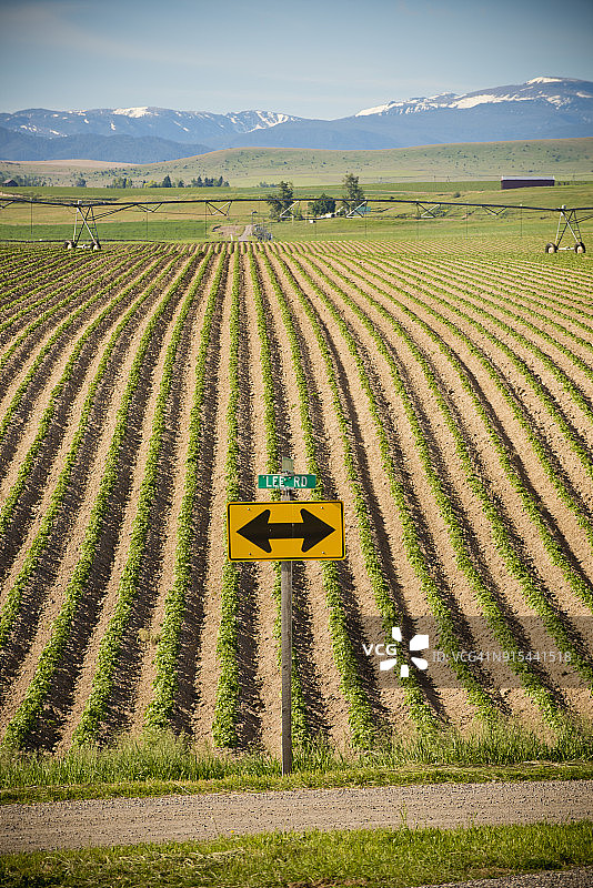 初夏的马铃薯田图片素材