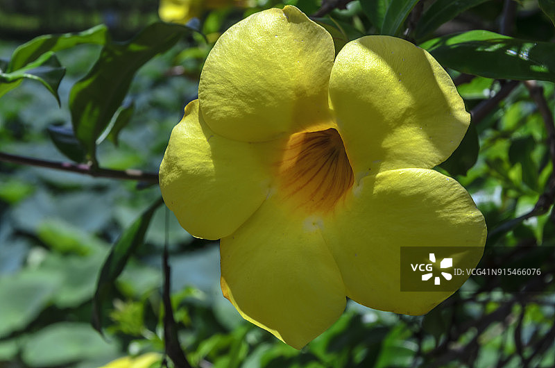 巴西用于景观美化的黄花夹竹桃图片素材