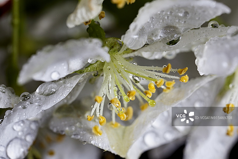 布鲁姆图片素材