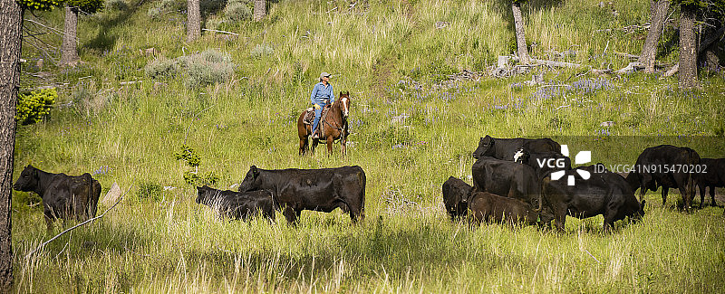 骑马带牛的女农场主图片素材