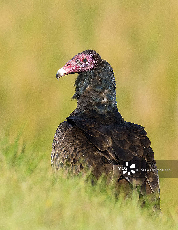 土耳其秃鹰图片素材