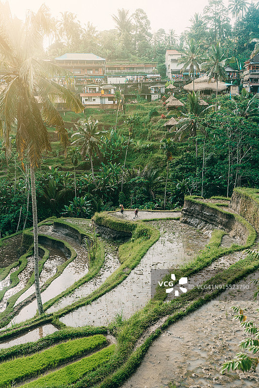 在印度尼西亚巴厘岛德哥拉朗梯田工作的工人图片素材