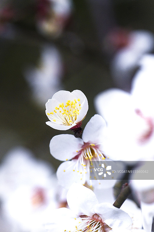 白色梅花图片素材