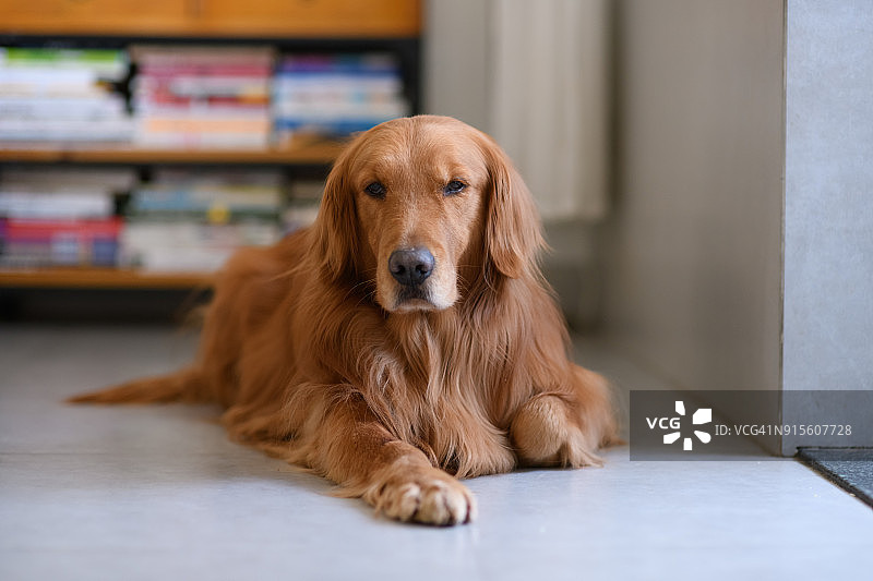 金毛犬躺在地上图片素材