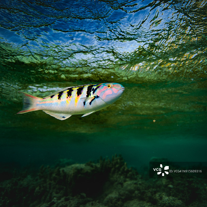 好奇的鹦鹉鱼在珊瑚礁水下图片素材