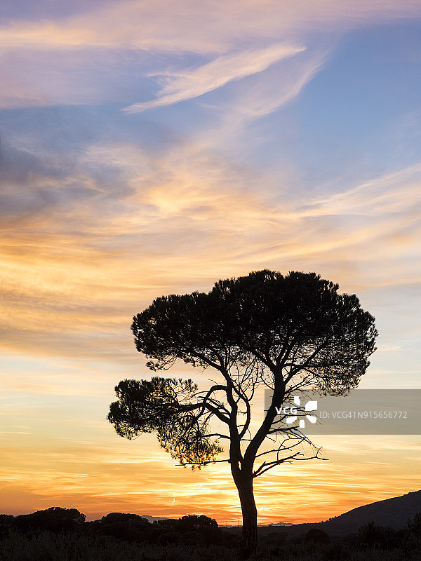 西班牙巴伦西亚社区平原孤树日落景观图片素材