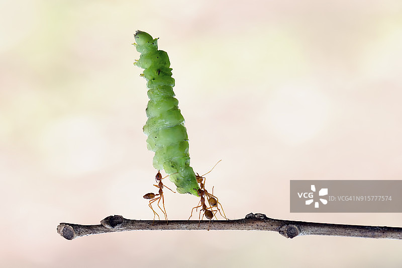 三只蚂蚁抬着毛毛虫图片素材