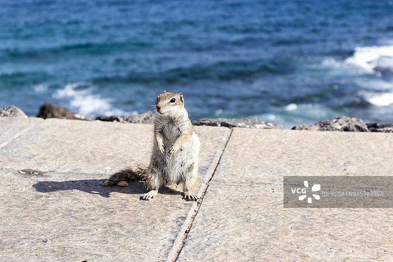 加那利群岛富埃特文图拉岛上的巴巴里地松鼠图片素材