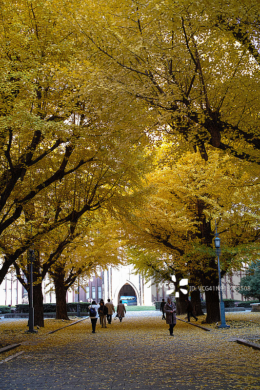 东京大学的银杏树图片素材