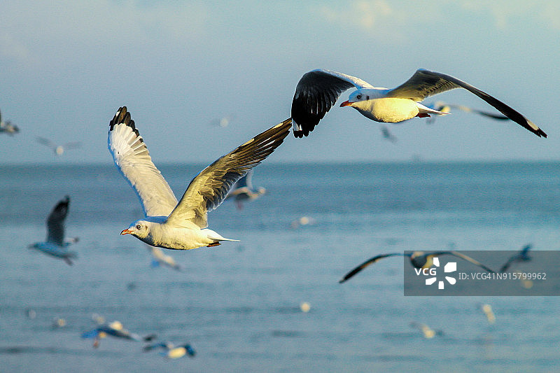 海鸥在海面上飞翔图片素材