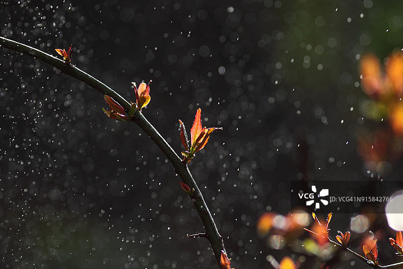 雨中的树干图片素材