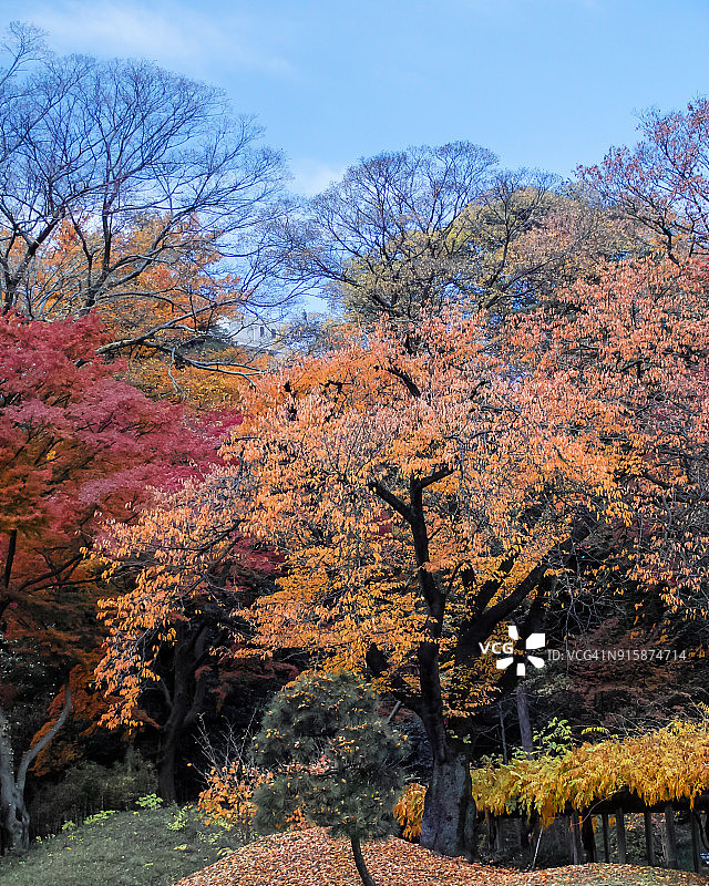 东京秋色图片素材