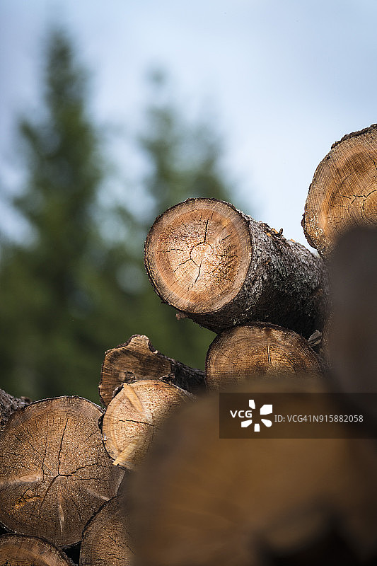 带有生长年轮的原木图片素材