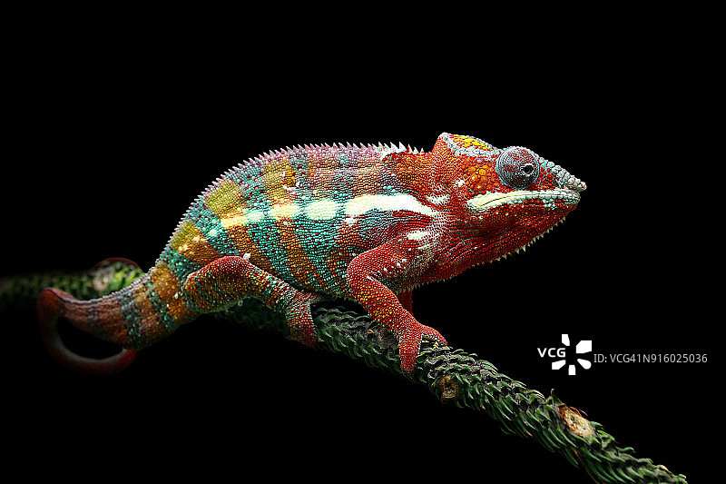 树枝上的变色龙图片素材