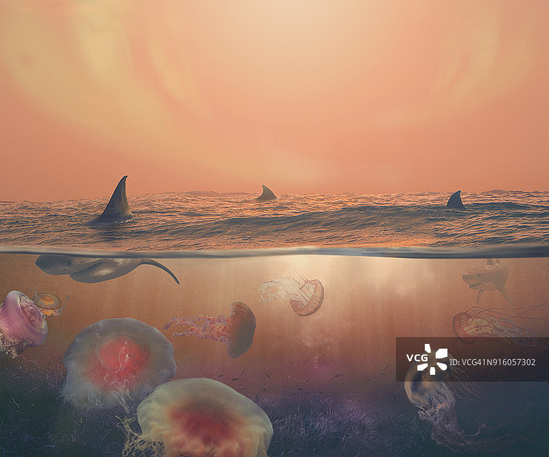 野生海洋生物图片素材