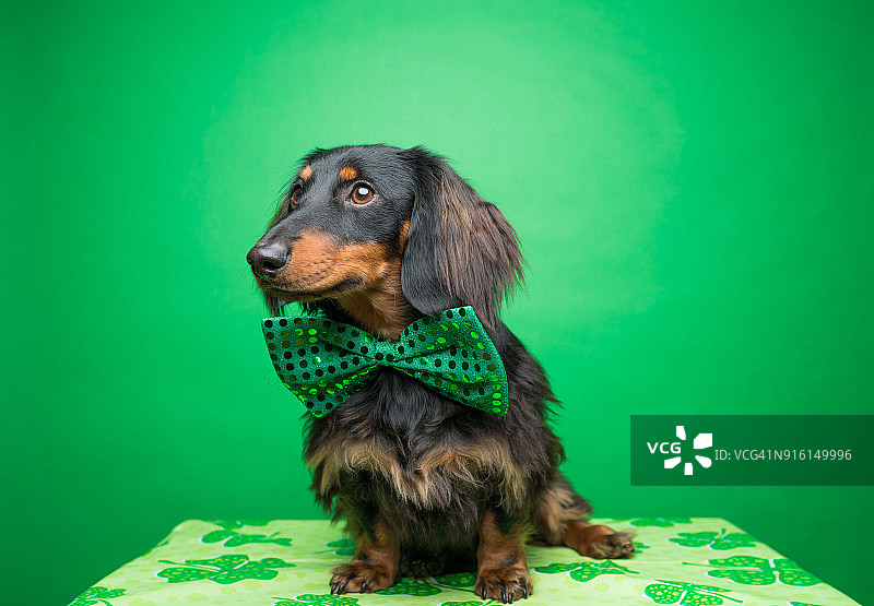 圣帕特里克节腊肠犬图片素材