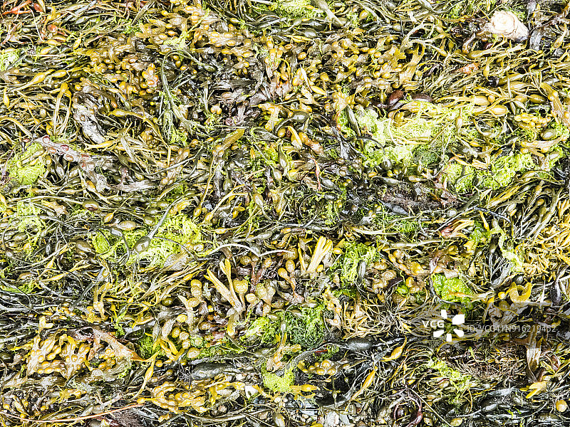 梅奈桥附近海滩上的海藻：威尔士海岸小路位于安格尔西岛的北部和西部海岸图片素材