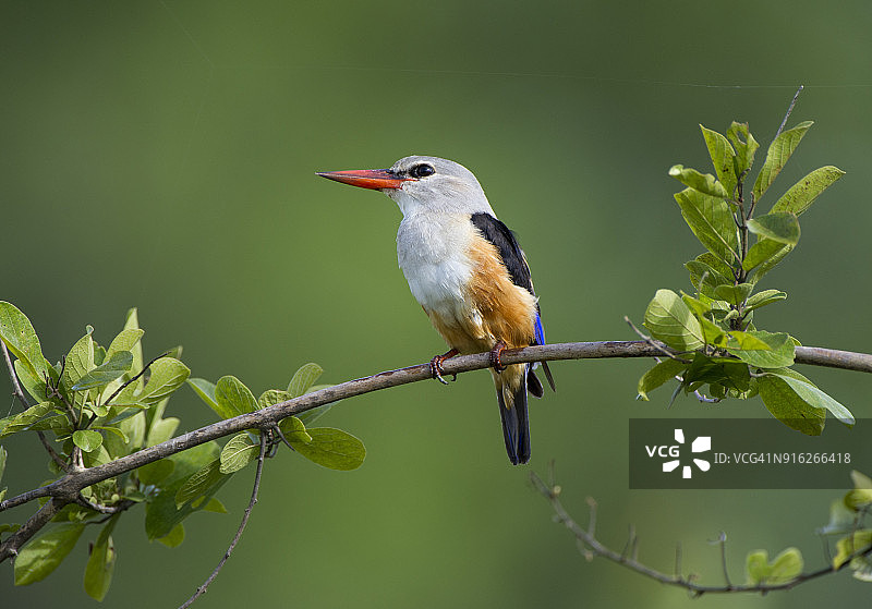 白头翡翠在寻找猎物图片素材