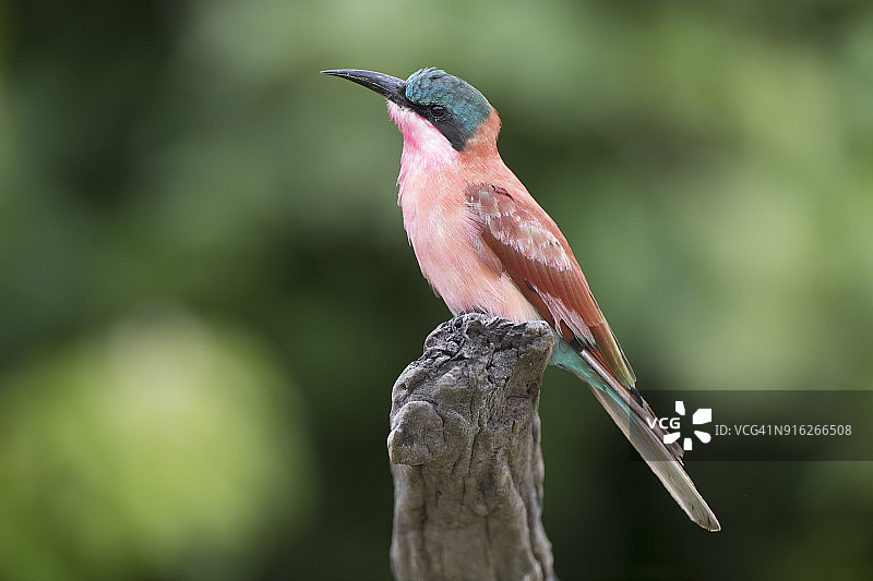 南部红蜂虎，栖息在高处，观察潜在的猎物图片素材