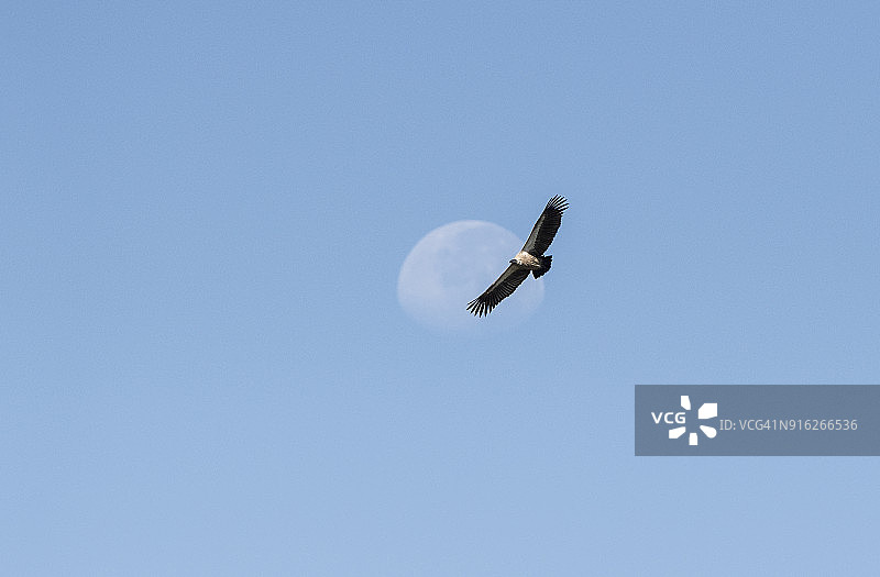非洲兀鹫（Gyps africanus）飞翔于月夜，博茨瓦纳乔贝国家公园图片素材