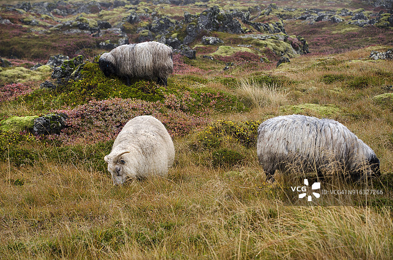 熔岩地中的绵羊图片素材
