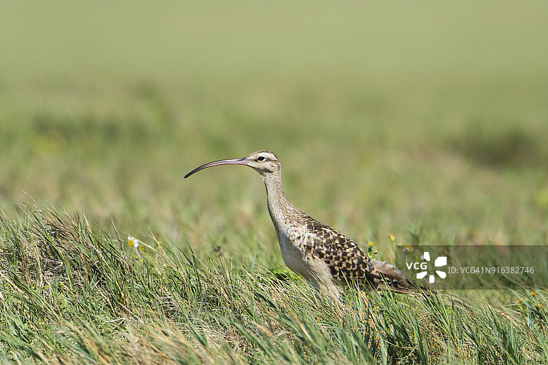 太平洋杓鹬图片素材