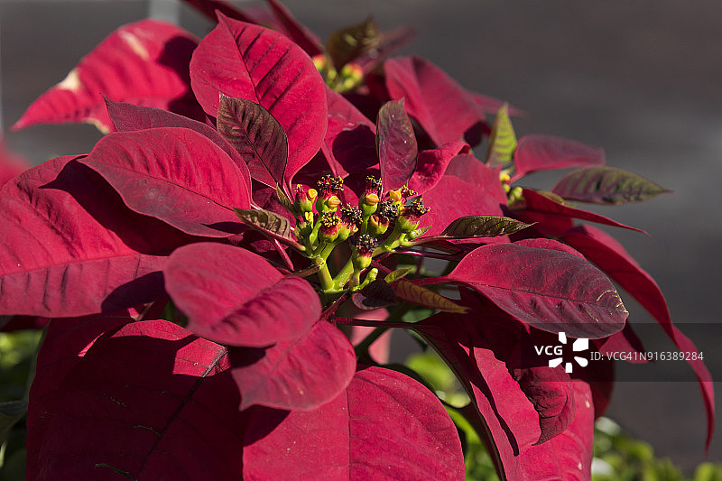 红色一品红图片素材