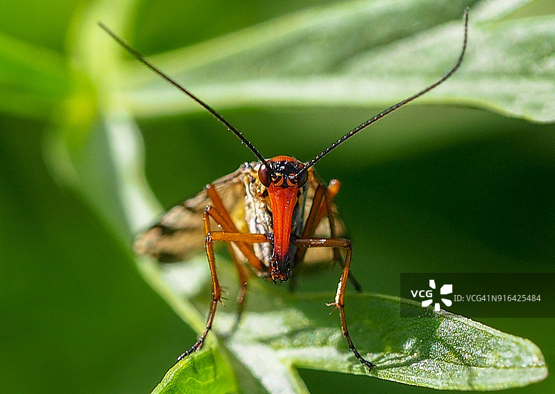 蝎蛉图片素材